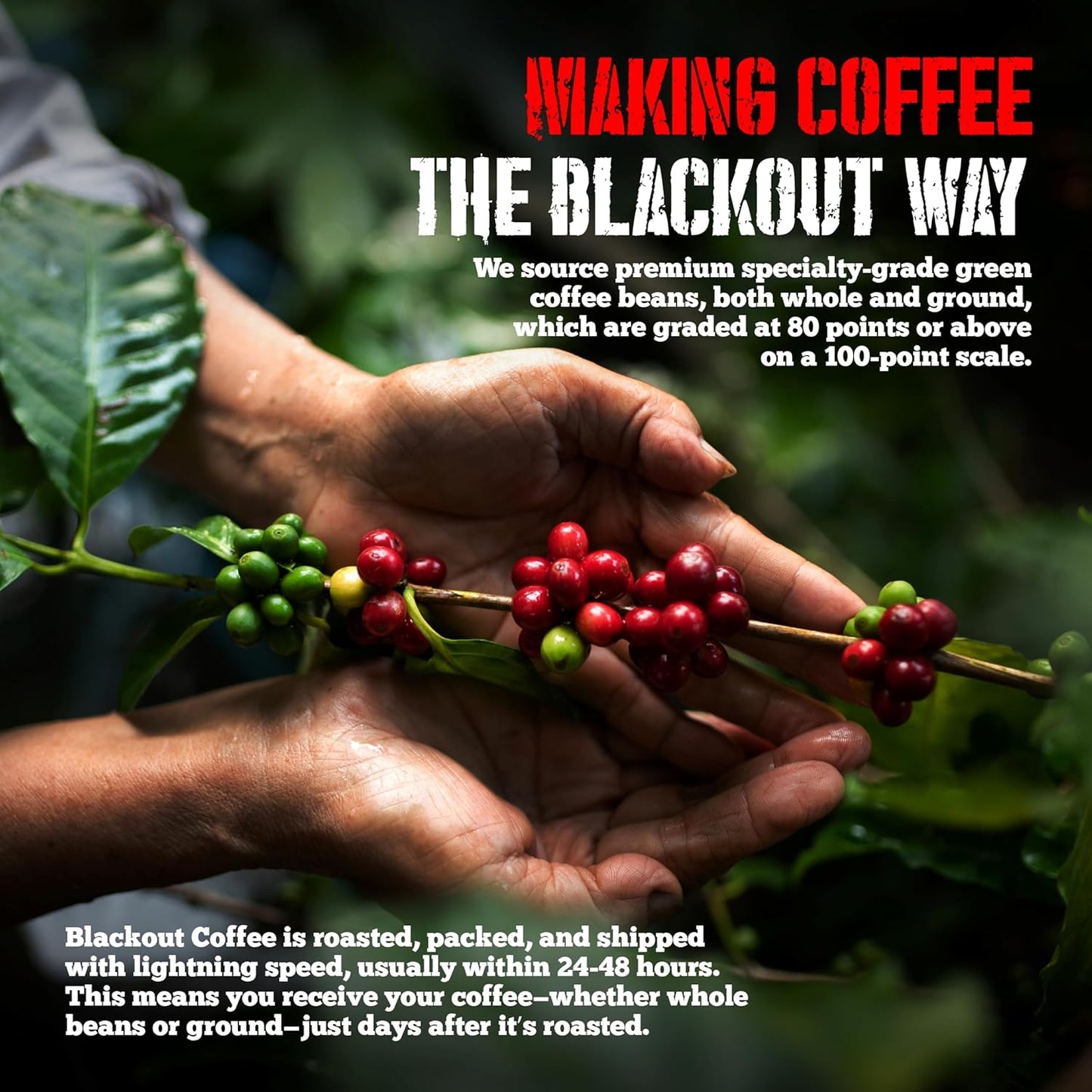 Blackout Coffee Hazelnut Creme Flavored - Freshly Roasted in the USA - 12 oz Ground Coffee Pouch