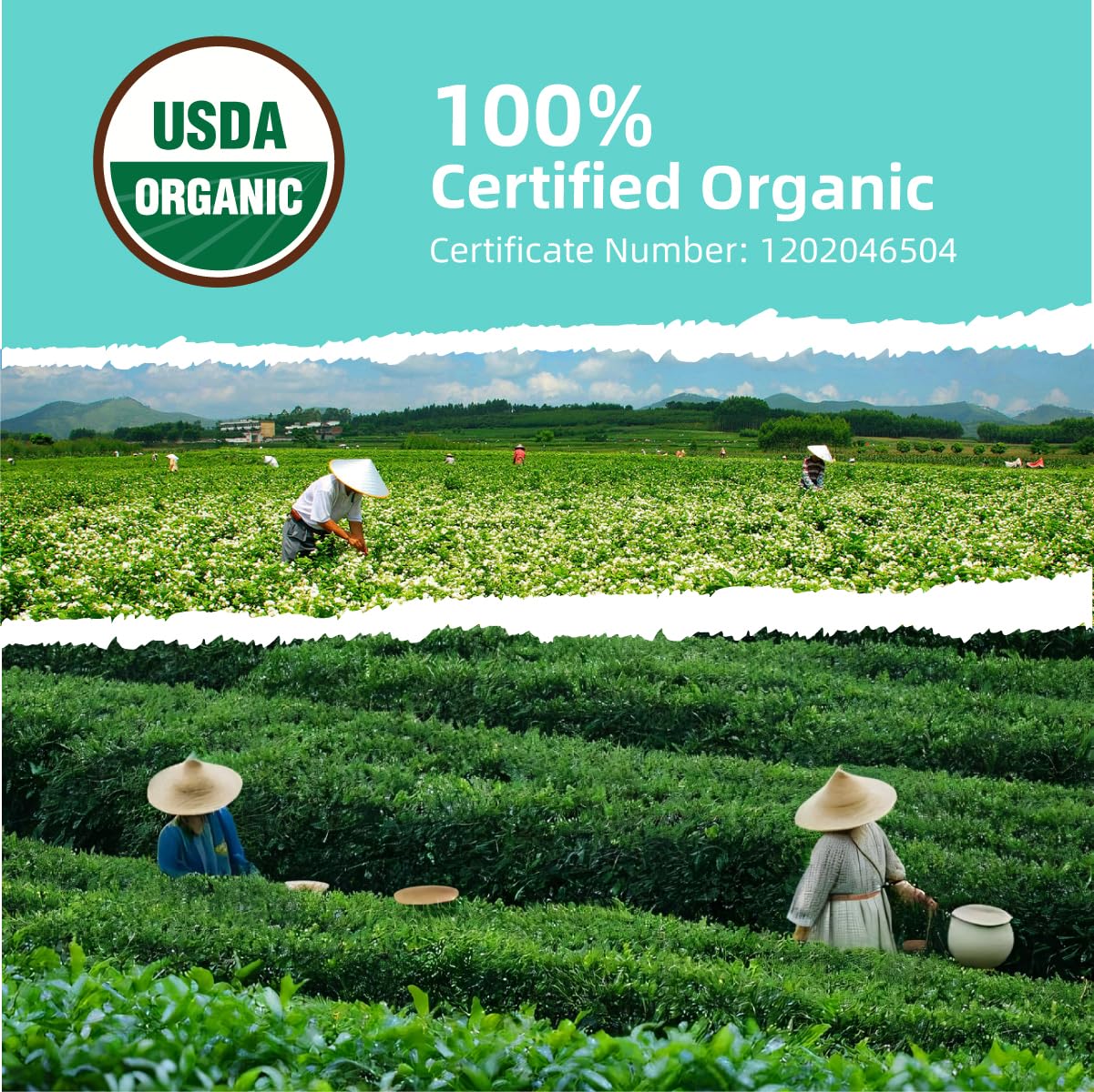 Essencesip Jasmine Black Tea - Floral Twist on Classic English Breakfast Style, 4oz Organic Loose Leaf tea in Reusable Tin