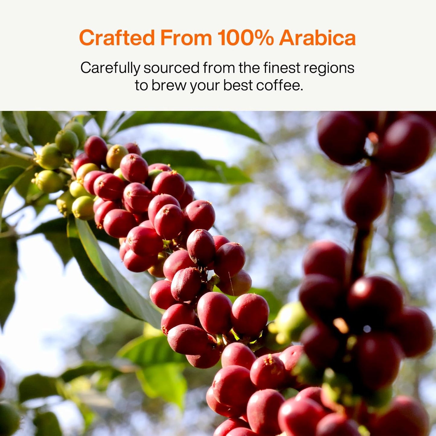 SATURNBIRD Coffee Instant Cold Brew, Light-Medium Roast, Woody & Smooth Blend of 100% Specialty Arabica, Enjoy Hot or Cold, Freeze Dried Iced Coffee, 24 Single Servings for Home, Travel, Office (NO.2)